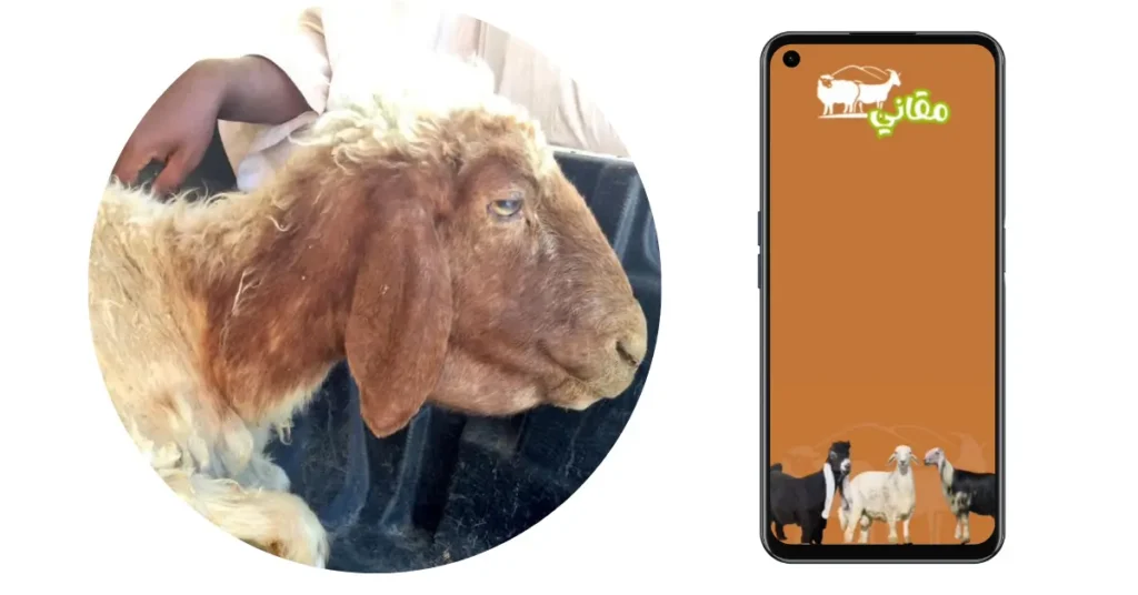 مرض أبو لغبوب في الأغنام