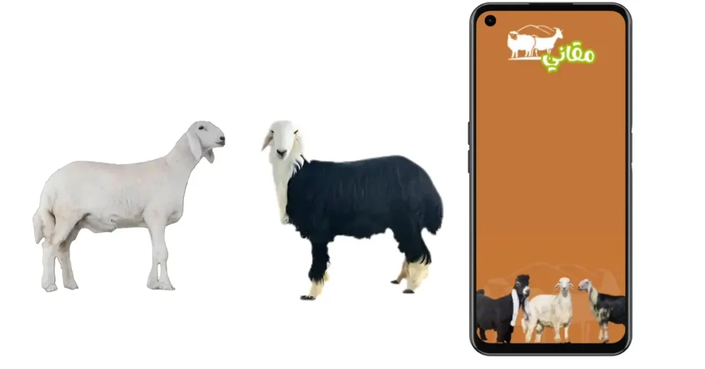 الحمى المالطية في الأغنام