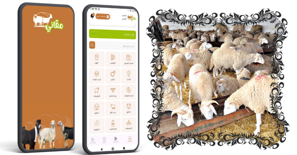 التسمم الدموي عند الأغنام