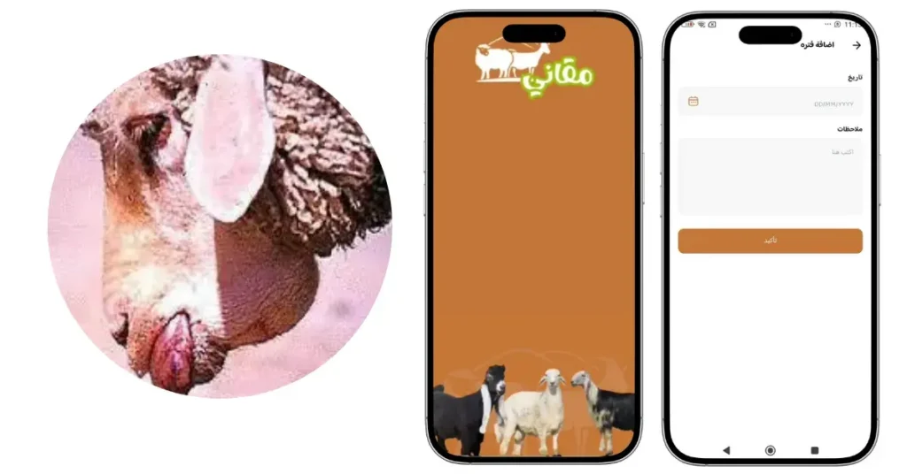 اللسان الأزرق في الأغنام